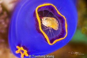 THE GUARD
seabug only 1mm
Anilao by Tianhong Wang 